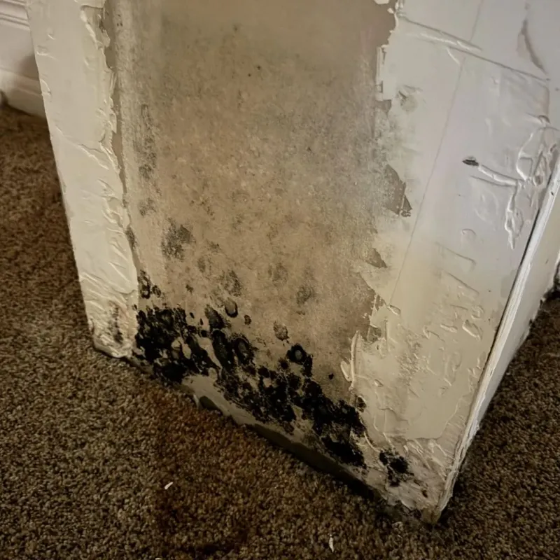 Professional Mold Removal in Limerick, ME